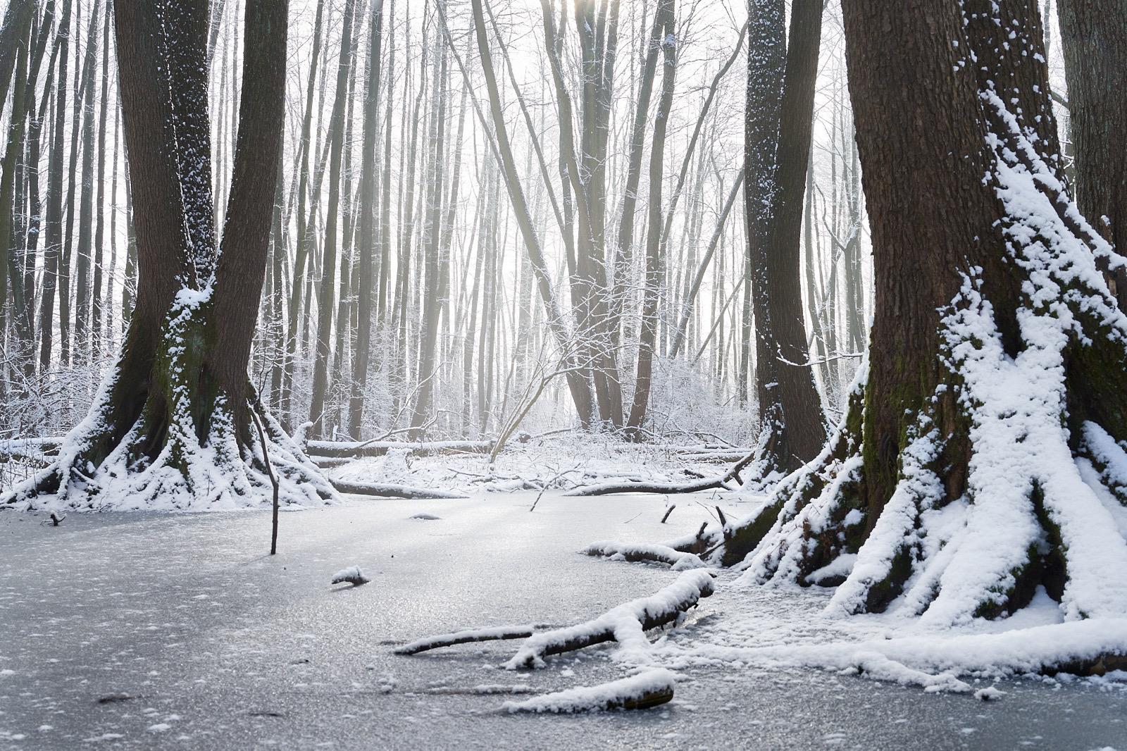 Rez Legi Oborskie D Petryczkiewicz