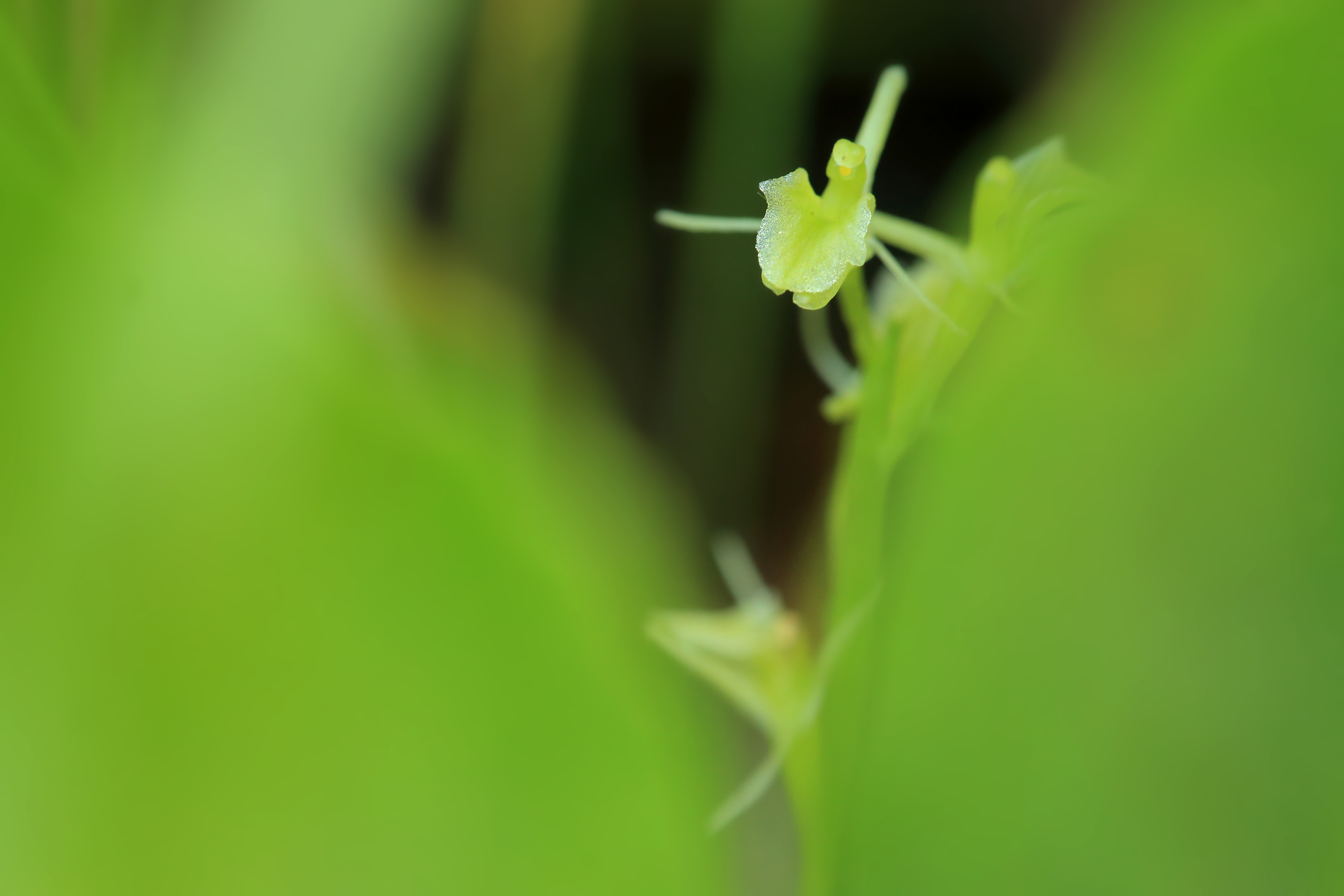 Lipiennik Loesela (Liparis loeselii). Fot. Jan Kucharzyk