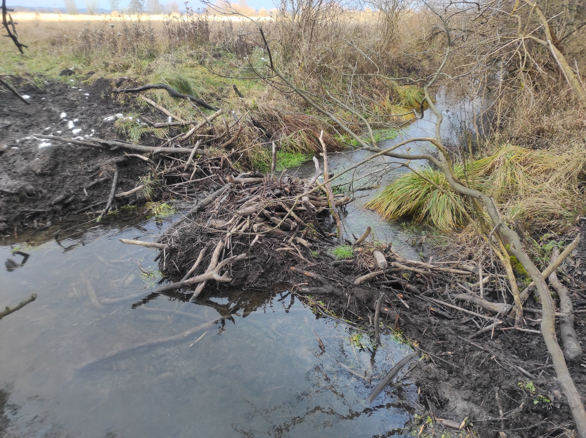 zdj J Morawski SNB naruszona tama bobrowa