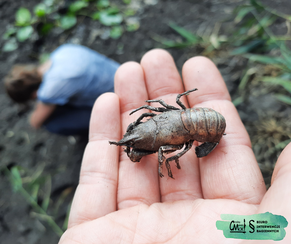 W rzekach żyją nie tylko ryby, fot. CMok