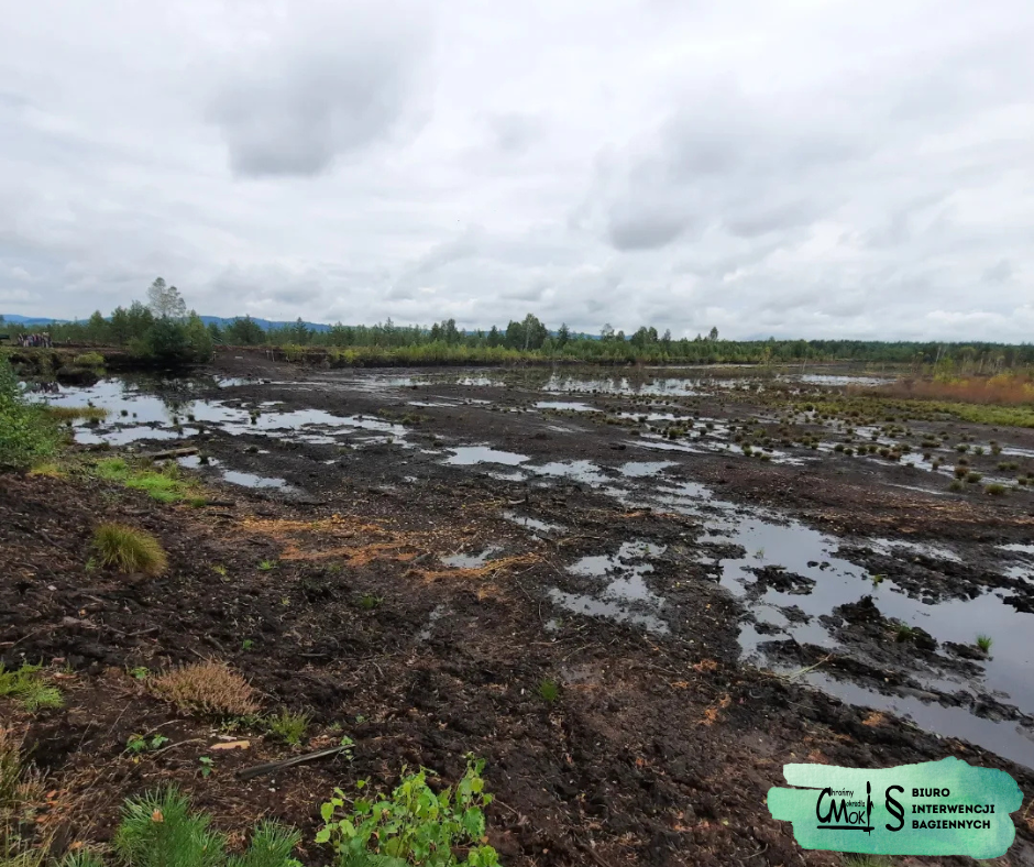 Kopalnia torfu, teren poeksploatacyjny, fot. CMok