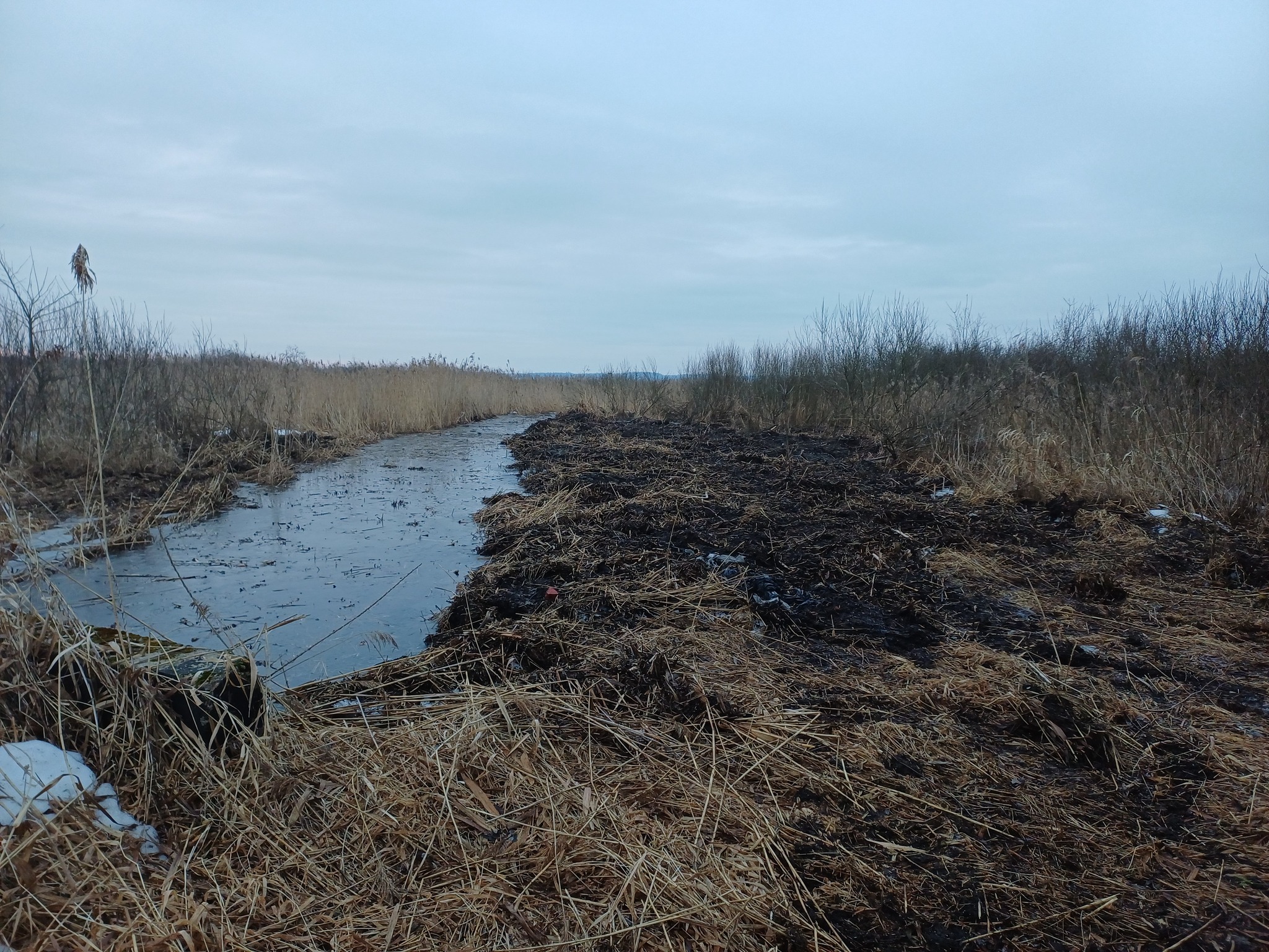 "Oczyszczony" rów w granicach rezerwatu Jezioro Łuknajno.